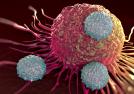 Image - Tumour-trained T cells go on patrol